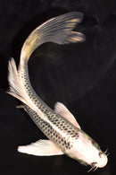 5.5" GIN MATSUBA BUTTERFLY