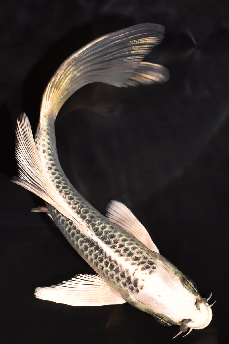 5.5" GIN MATSUBA BUTTERFLY