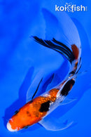 5.25" GINRIN SANKE BUTTERFLY