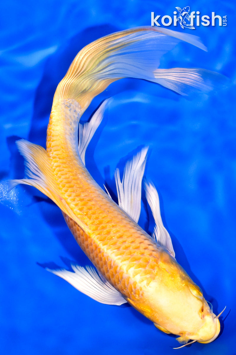 8.25" LEMON HARIWAKE BUTTERFLY