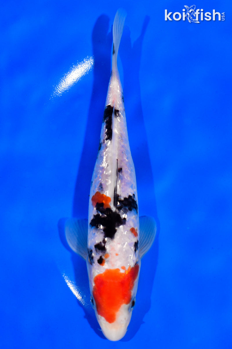 6" GINRIN SANKE