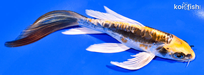 6.5" ARAGOKE KIN KIKOKURYU BUTTERFLY