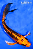 7.25" BENI KIKOKURYU BUTTERFLY