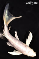 7" DOITSU PLATINUM OGON BUTTERFLY