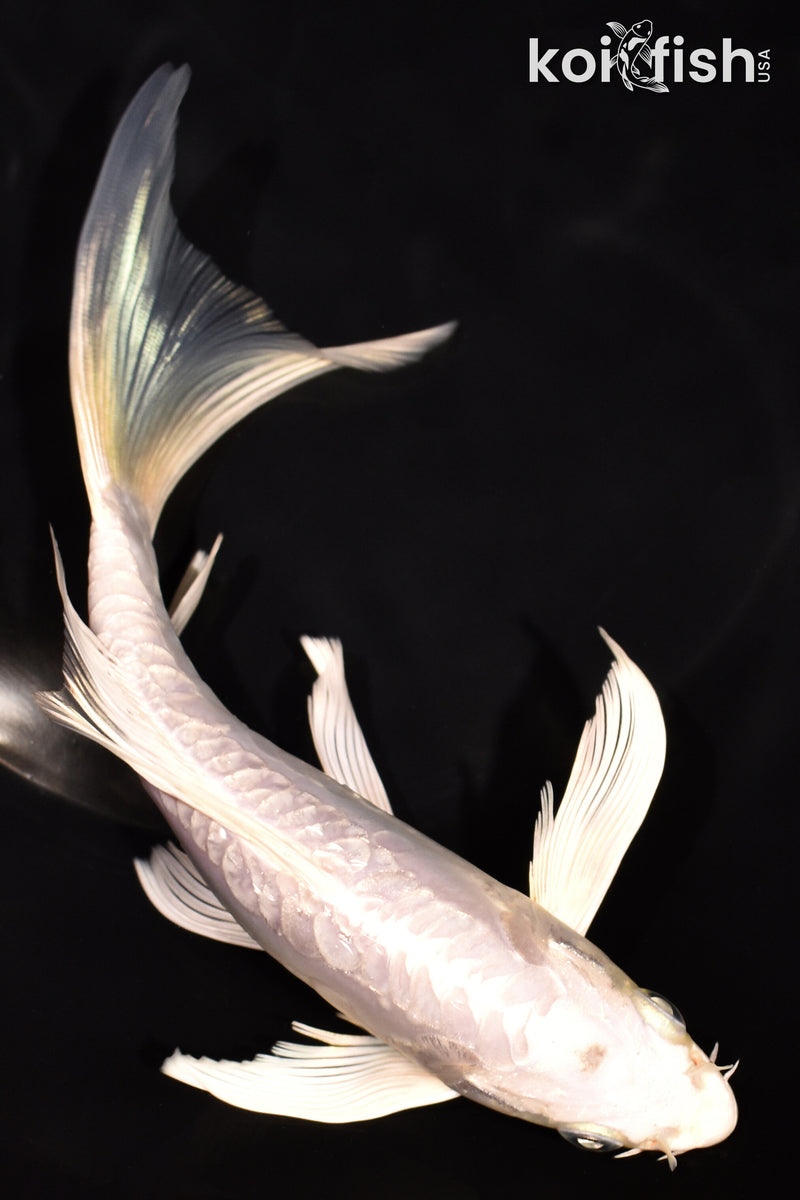 7" DOITSU PLATINUM OGON BUTTERFLY