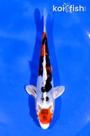 5.75" BENI KIKOKURYU