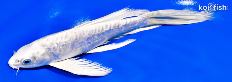 7.5" ARMOR SCALED DOITSU PLATINUM OGON BUTTERFLY