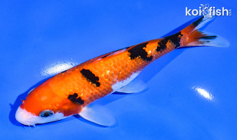 6.5" GINRIN AKA SANKE