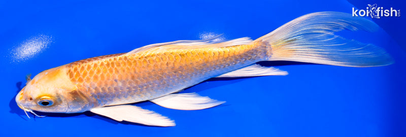 8.5" YAMABUKI OGON BUTTERFLY