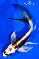 5.25" BENI KIKOKURYU BUTTERFLY