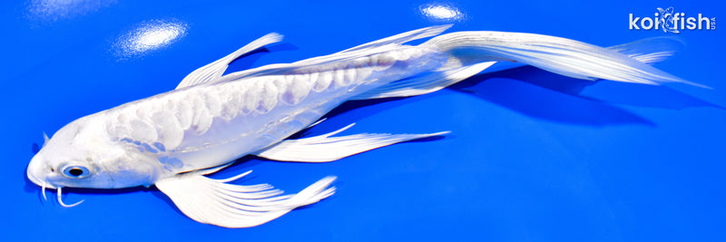 8.25" DOITSU PLATINUM OGON BUTTERFLY