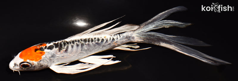 6.25" DOITSU KUJAKU BUTTERFLY