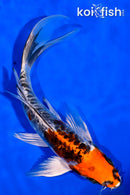 7.5" ARAGOKE BENI KIKOKURYU BUTTERFLY