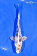 5.75" GIN SHIRO UTSURI