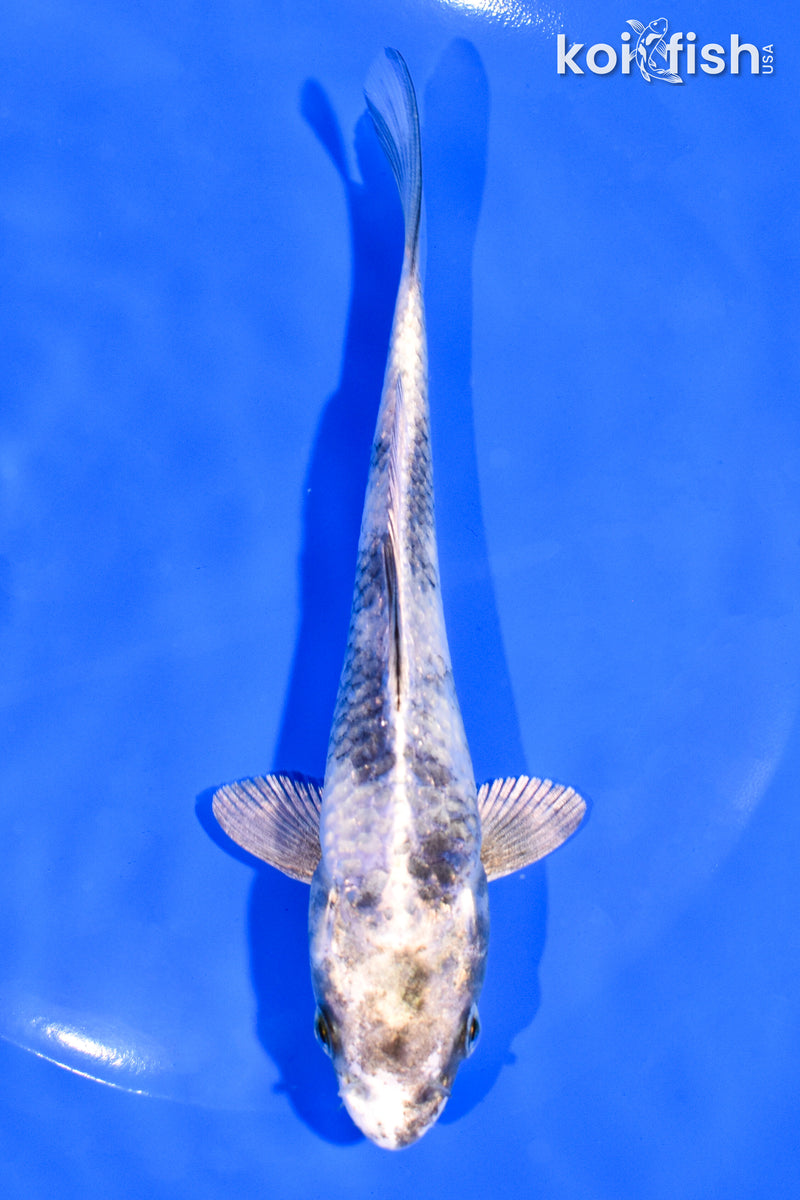 5.75" GIN SHIRO UTSURI