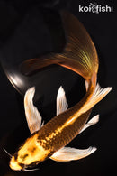 7.25" KI MATSUBA BUTTERFLY