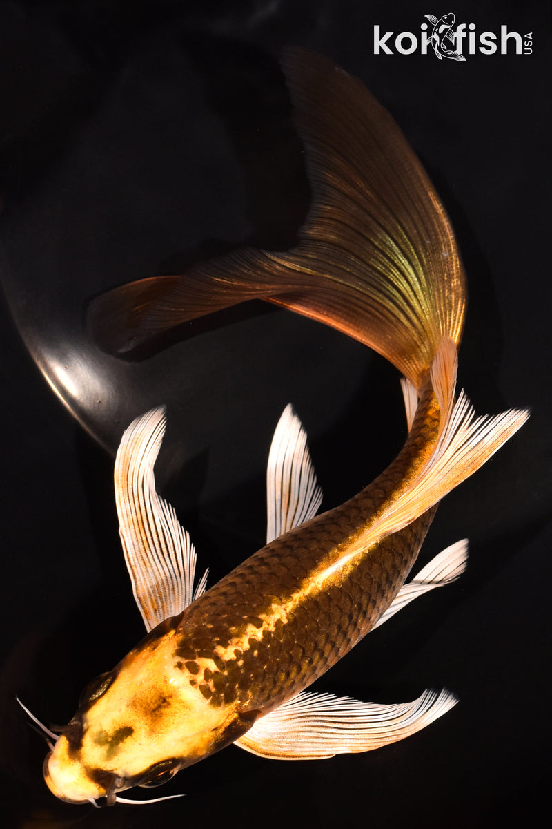 7.25" KI MATSUBA BUTTERFLY