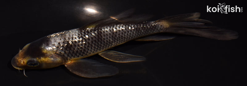 5.5" GINRIN MATSUKAWABAKE BUTTERFLY