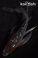 6" GINRIN OCHIBA SHIGURE BUTTERFLY