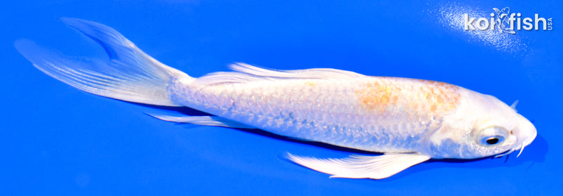 5.75" HARIWAKE BUTTERFLY