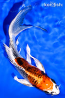 7.25" KUJAKU BUTTERFLY