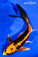 6" ARAGOKE BENI KIKOKURYU BUTTERFLY