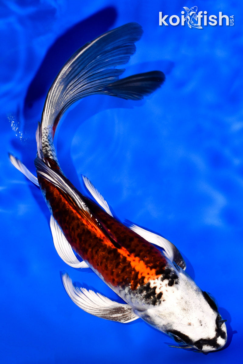 7" KUJAKU BUTTERFLY