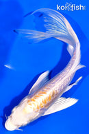 7.5" GINRIN ARAGOKE HARIWAKE BUTTERFLY