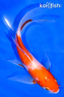 5.5" KOHAKU BUTTERFLY