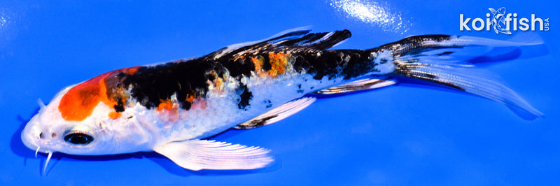 5.25" YAMATO NISHIKI BUTTERFLY