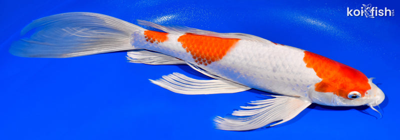 13.75" HARIWAKE BUTTERFLY