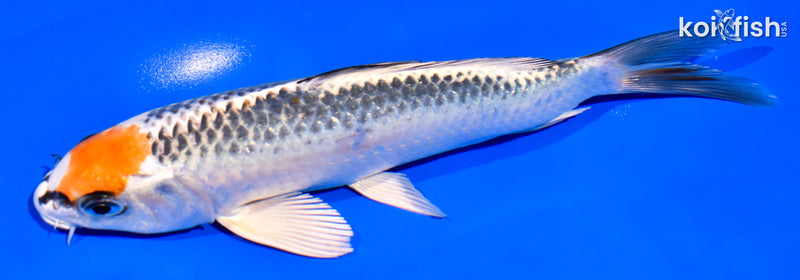 7.25" KUJAKU