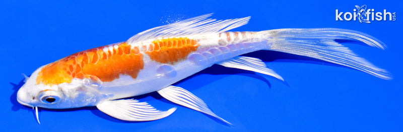 5.25" KIKUSUI BUTTERFLY