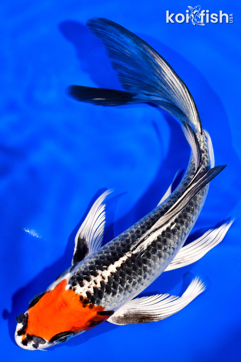 8" KUJAKU BUTTERFLY
