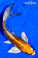 6.5" GINRIN KUJAKU BUTTERFLY