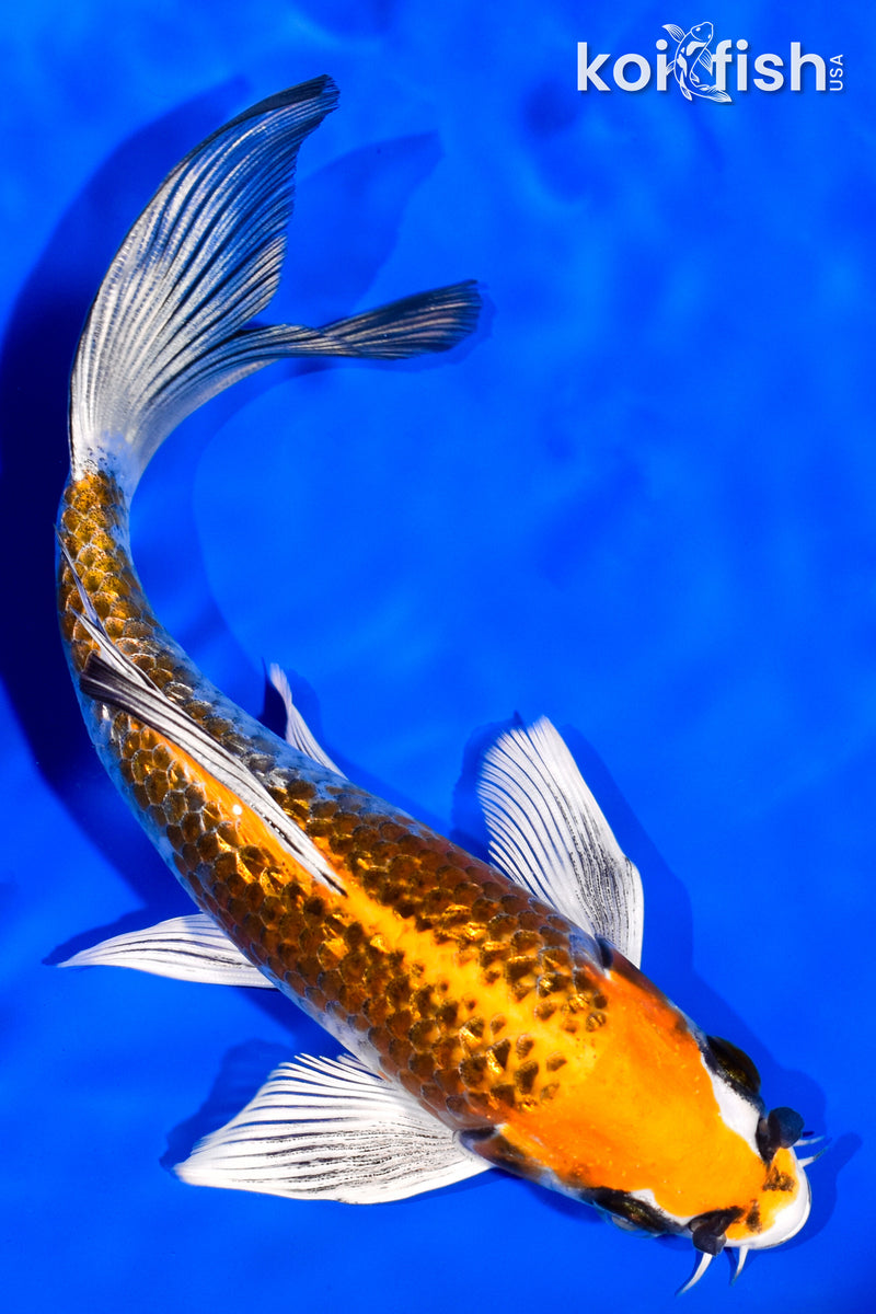 6.5" GINRIN KUJAKU BUTTERFLY