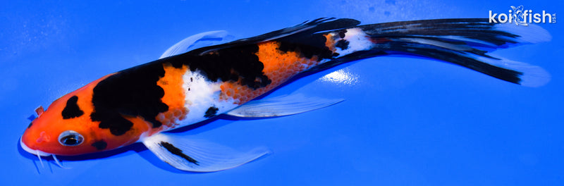7.75" SANKE BUTTERFLY
