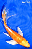 7.25" ORENJI OGON BUTTERFLY