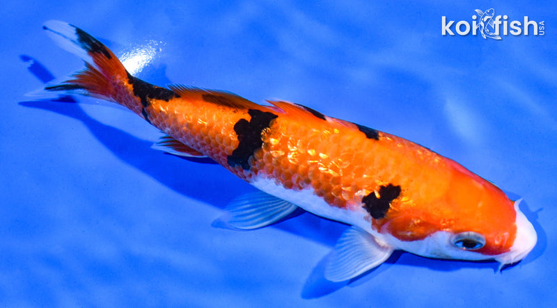 6.5" GINRIN AKA SANKE