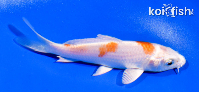 4.5" HARIWAKE