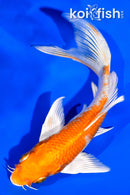 5.25" HARIWAKE BUTTERFLY