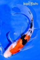 6.5" SANKE BUTTERFLY