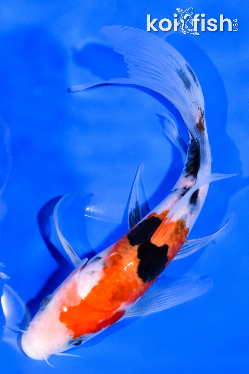 6.5" SANKE BUTTERFLY