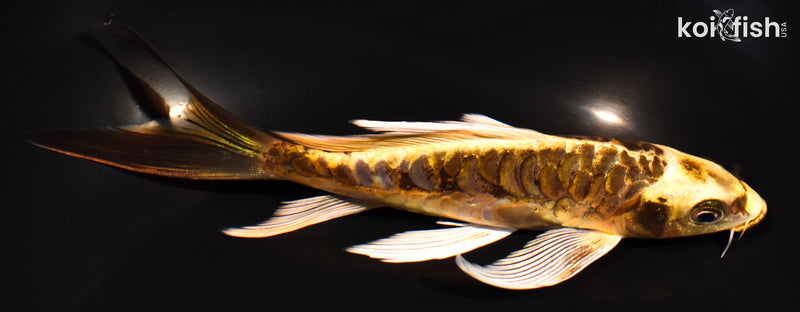 6.75" ARAGOKE KIN KIKOKURYU BUTTERFLY