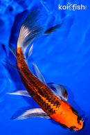 6.75" KUJAKU BUTTERFLY