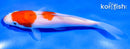 5" KOHAKU