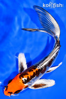 7.5" BENI KIKOKURYU BUTTERFLY