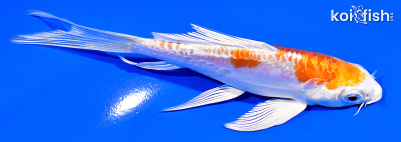 5.25" KIKUSUI BUTTERFLY