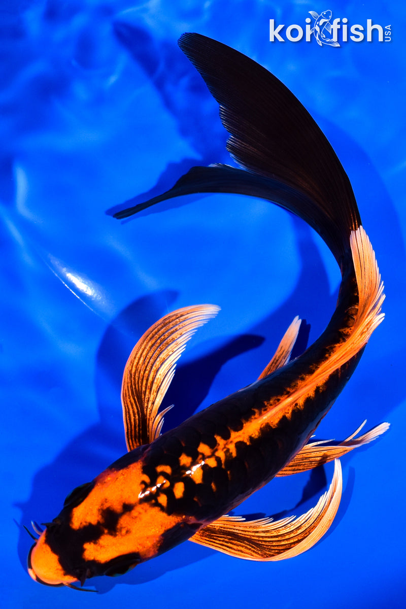 7.25" ARAGOKE BENI KIKOKURYU BUTTERFLY