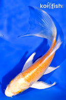 5.25" YAMABUKI OGON BUTTERFLY